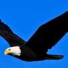 eagleflyhi